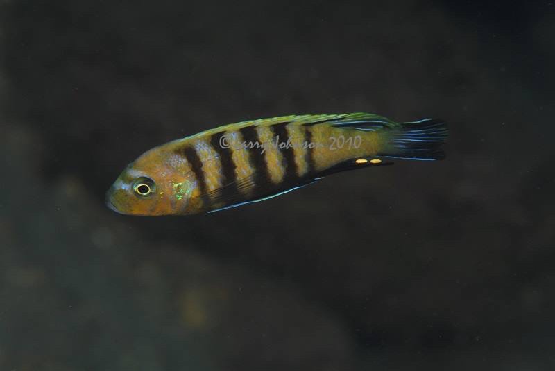 Cynotilapia sp. 'lion' Lion's Cove